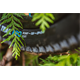 Opona SCHWALBE Romy Trail Pro